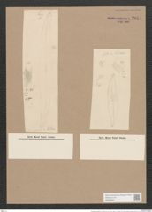 Pleurosigma angulatum var. fallax Grun. (de-Toni-Nr.: Genus 13, Species 1001) Zeichnungen Sammlung Grunow Nr. 2014 (NHMW-BOT-W0368864)